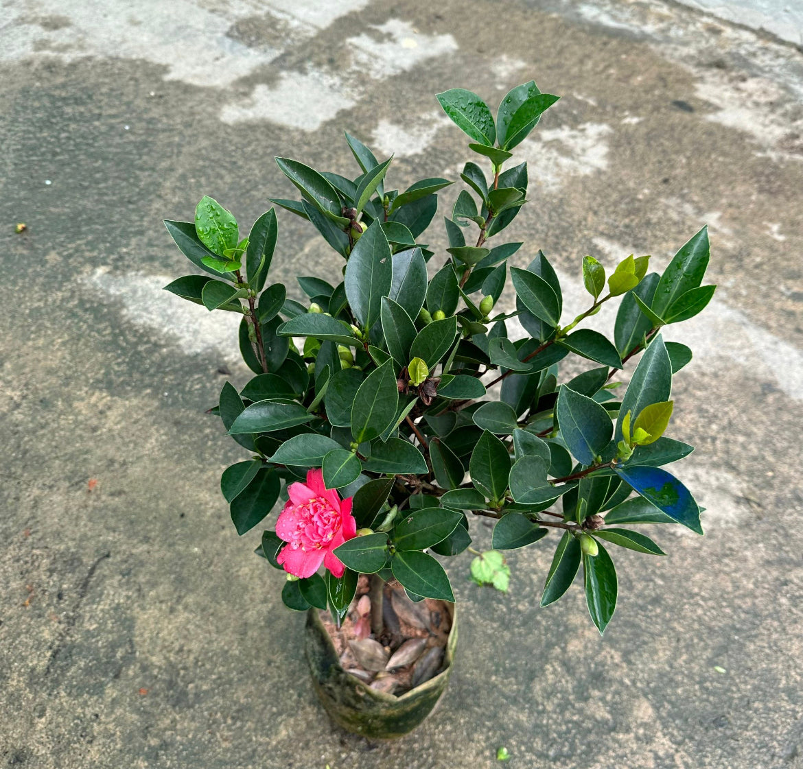 Camellia Azalea Multi Petal (0.8m)
