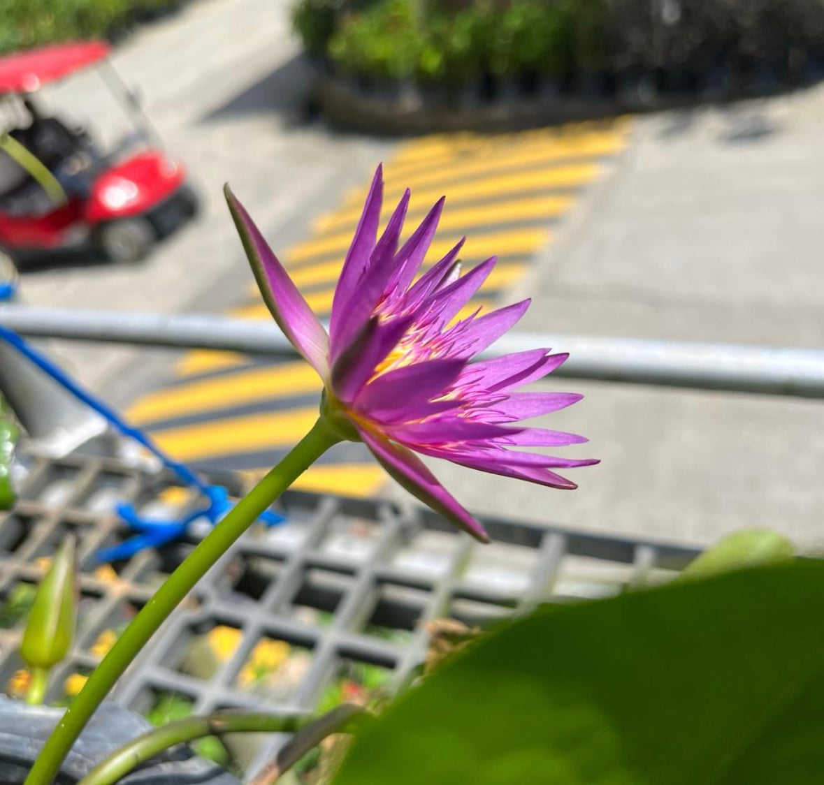 Nymphaea cultivar, Water Lily (0.3m) (Purple)