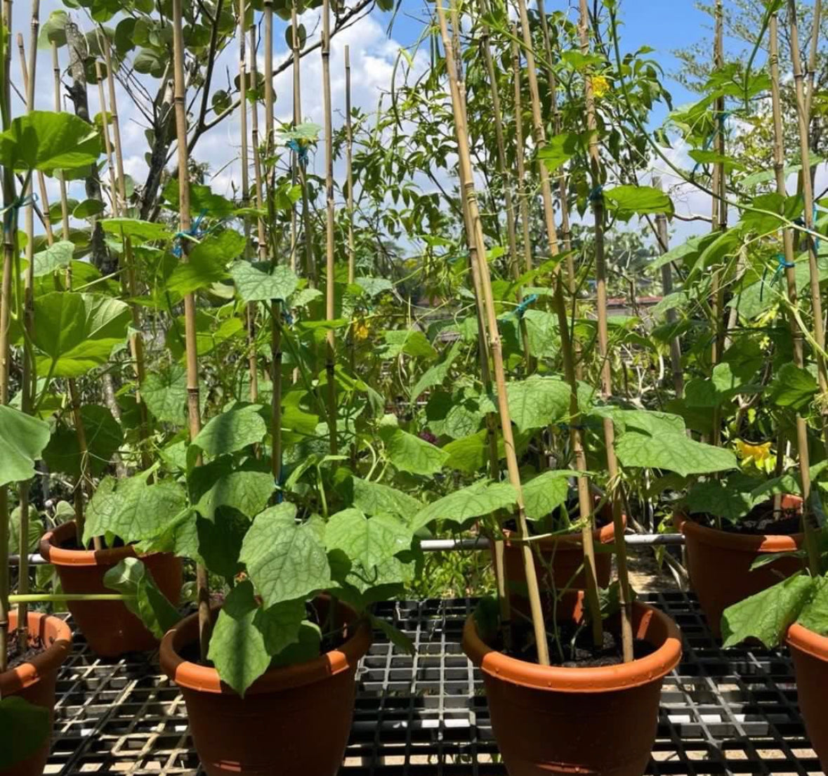 Cucumber Plant (0.6m)