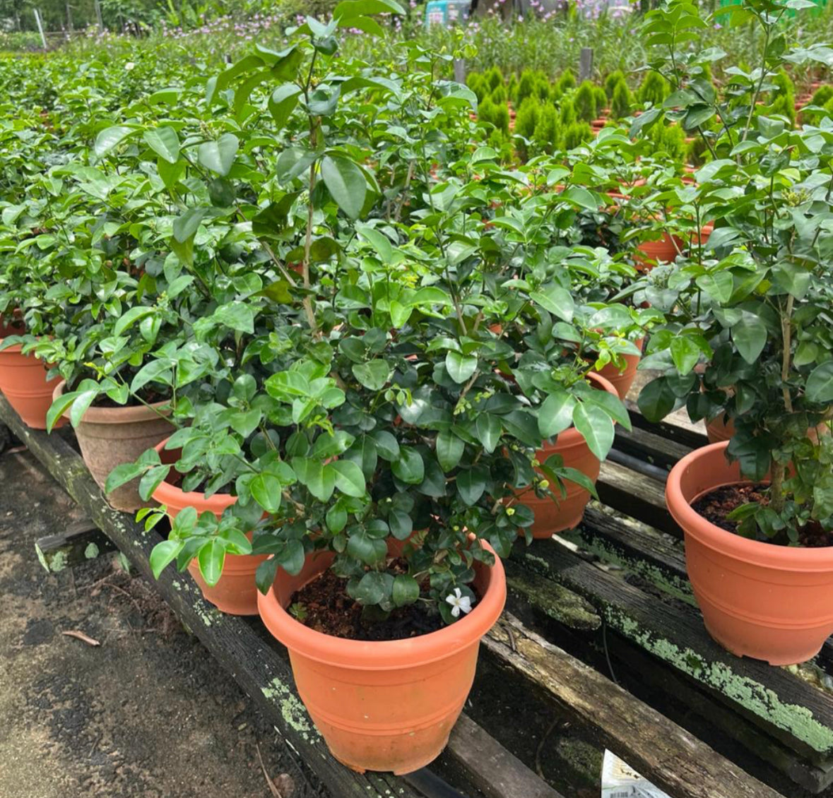 Murraya Paniculata, Orange Jasmine (0.8m)