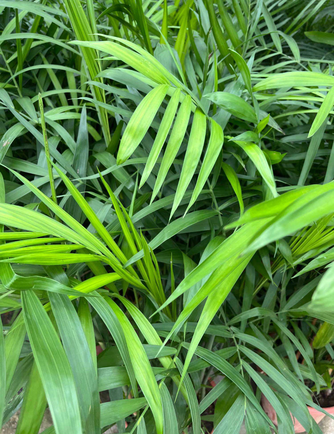 Chamaedorea Seifrizii, Bamboo Palm (1.2m)