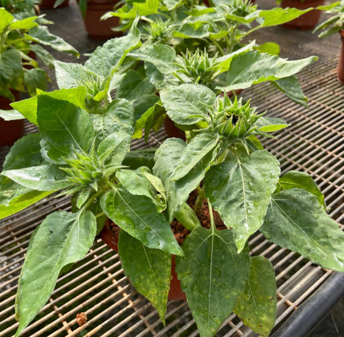 Sunflower Plants (0.3m)