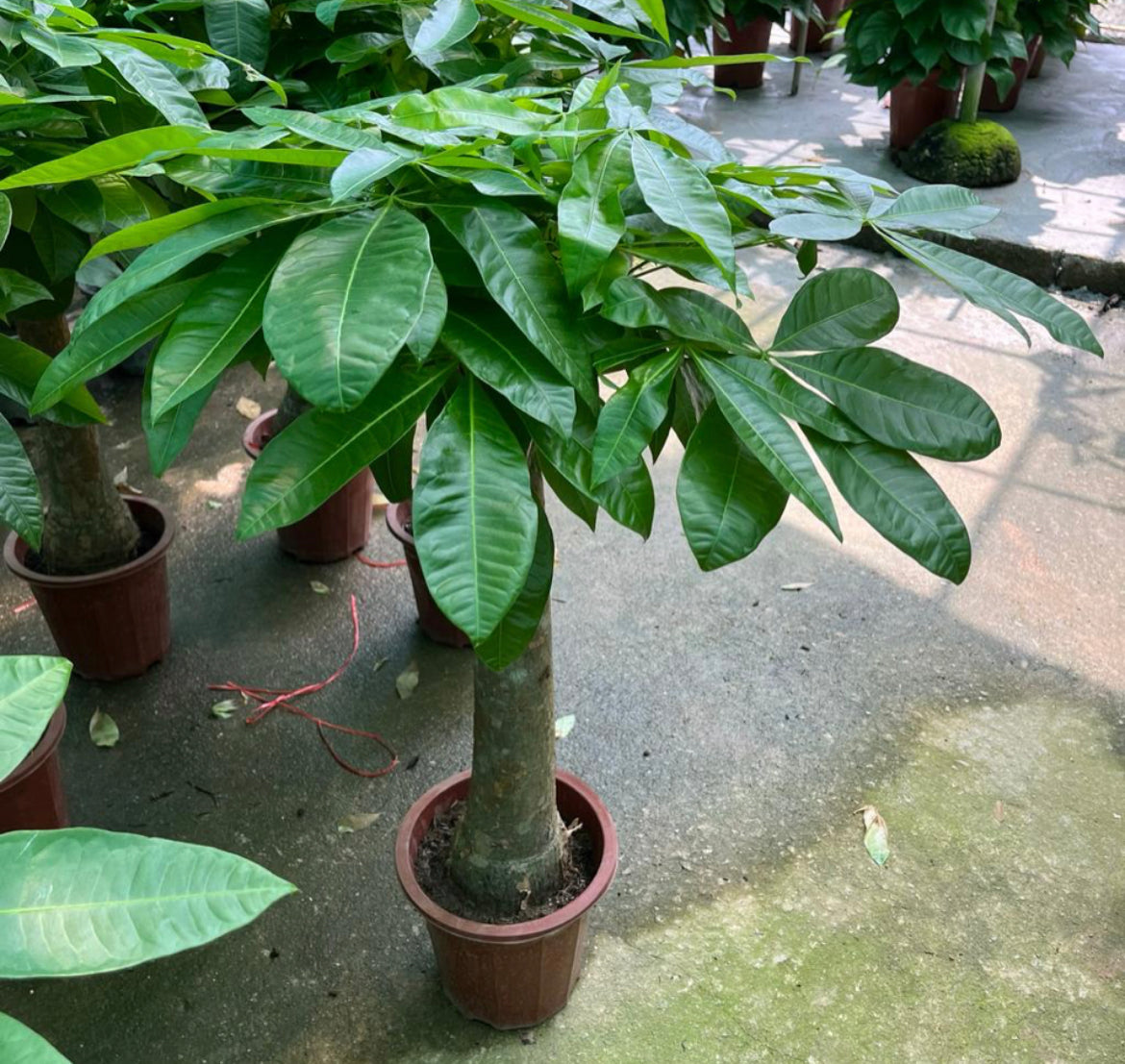 Pachira Aquatica, Single Trunk Money Bonsai Tree (1m)