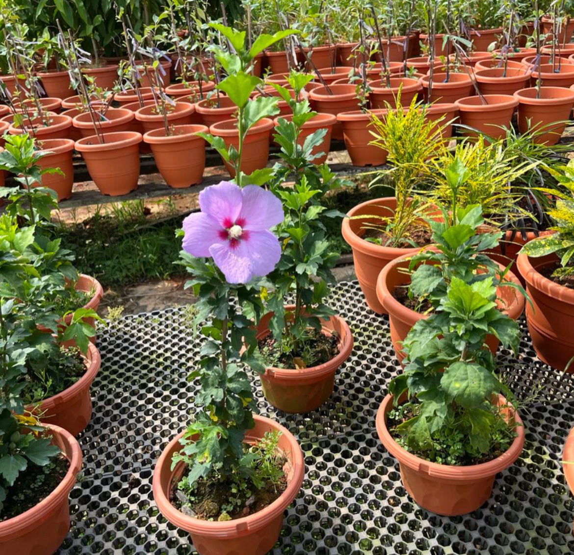 Hibiscus Purple Single Layer (0.6m)