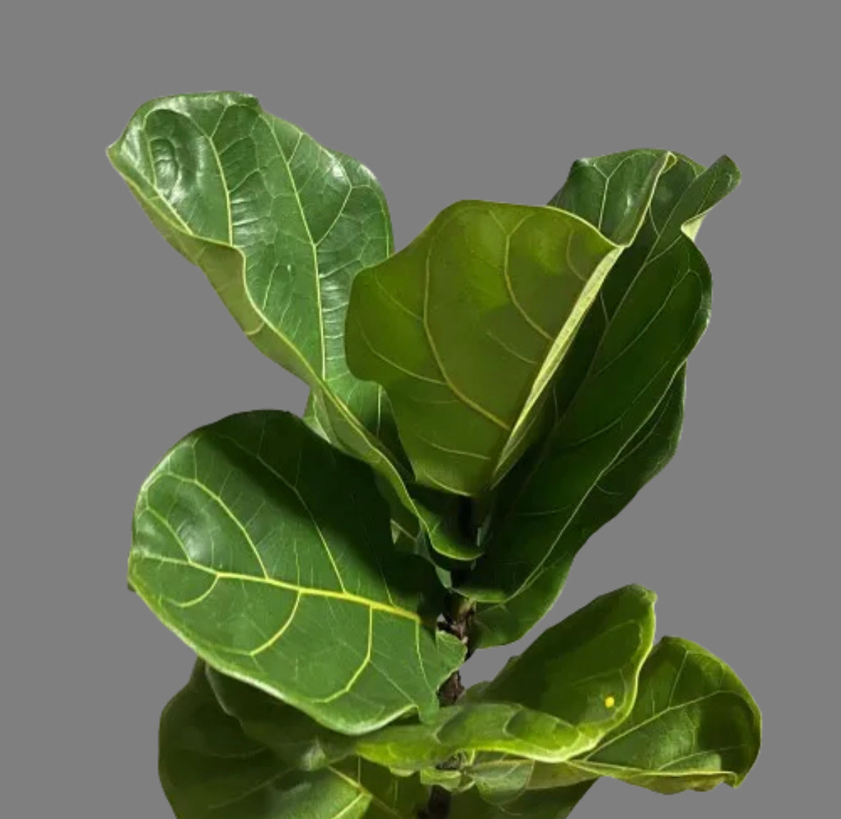 Ficus Lyrata with Design Pot (1m)