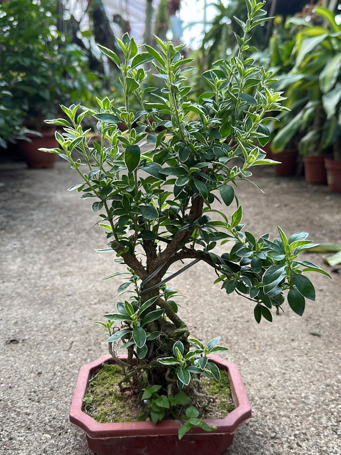 Serissa Japonica 'Variegata' Bonsai, Snow Rose Bonsai (0.25m)