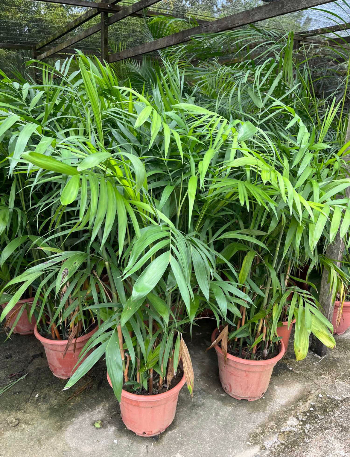 Chamaedorea Seifrizii, Bamboo Palm (1.2m)