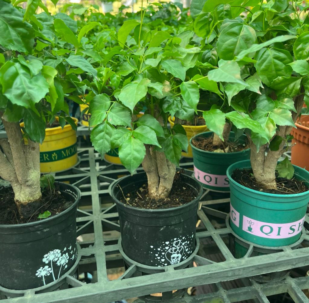 Radermachera Sinica, China Doll (0.3m)