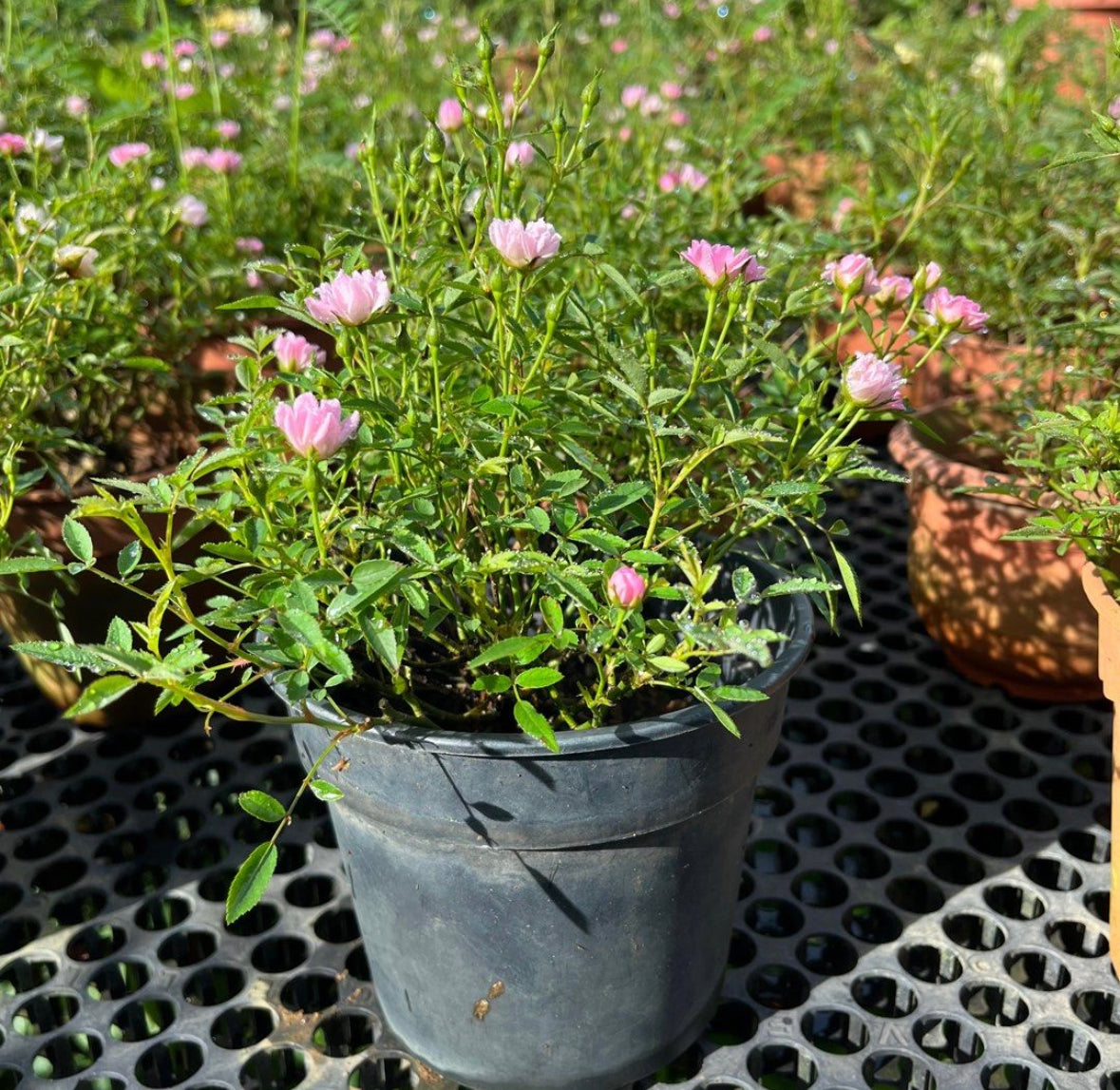 Mini Pink Rose (0.25m)