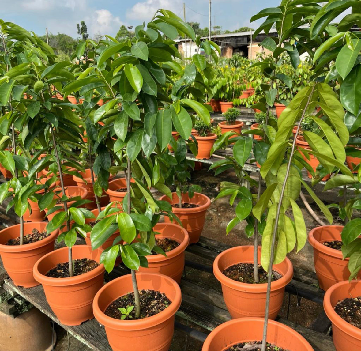 Soursop Plant (0.8m)