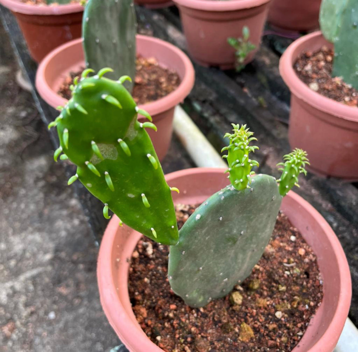 Opuntia Cochenillifera, Prickly Pear Cactus (0.3m)