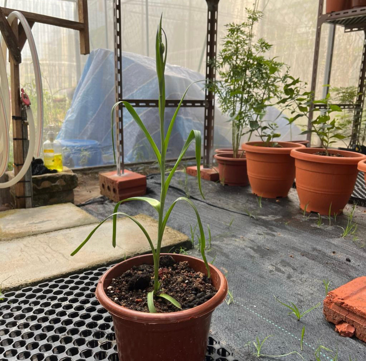 Agave Amica 'The Pearl', Double Pearl Tuberose Plant (0.4m)