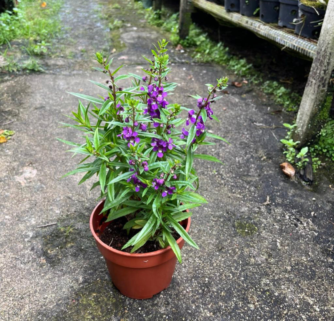 Angelonia Purple (0.3m)