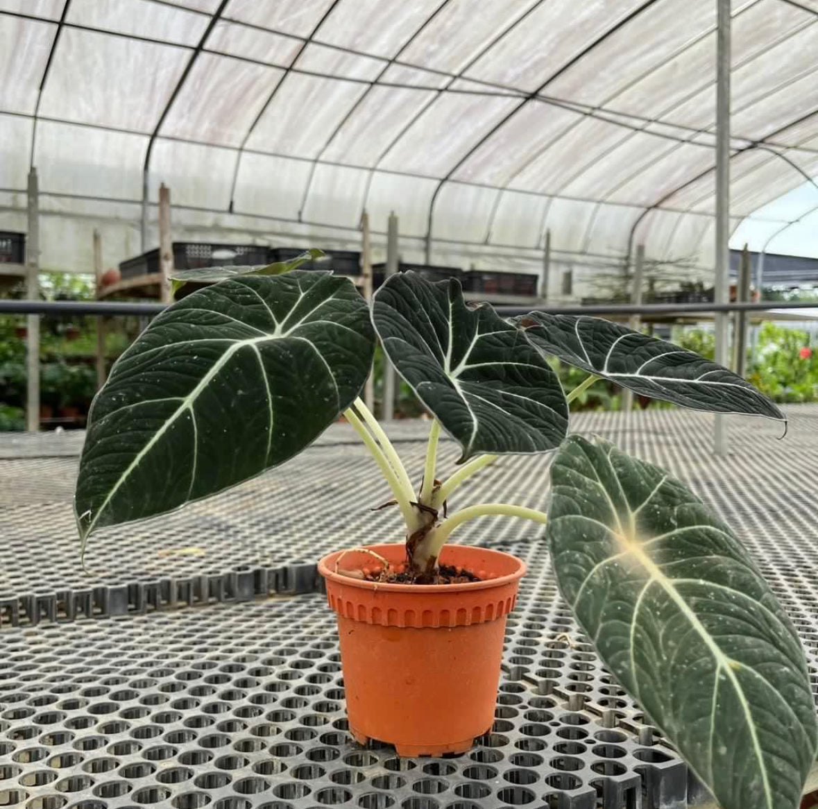 Alocasia Reginula 'Tabin' (0.3m)