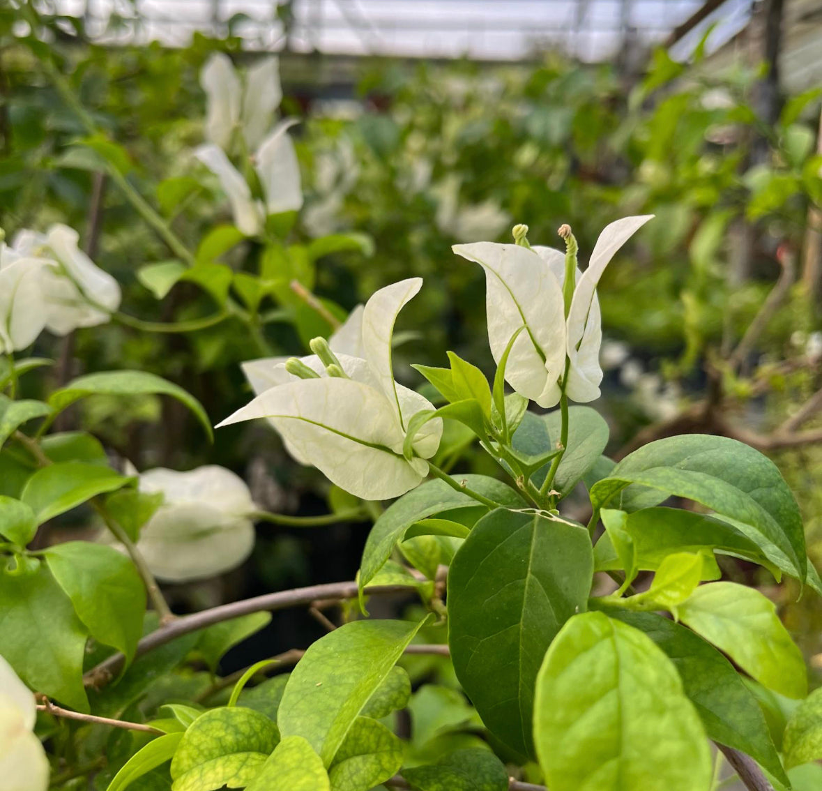 Bundle Of 3 - Bougainvillea Mix Colours in Bag (0.5m)