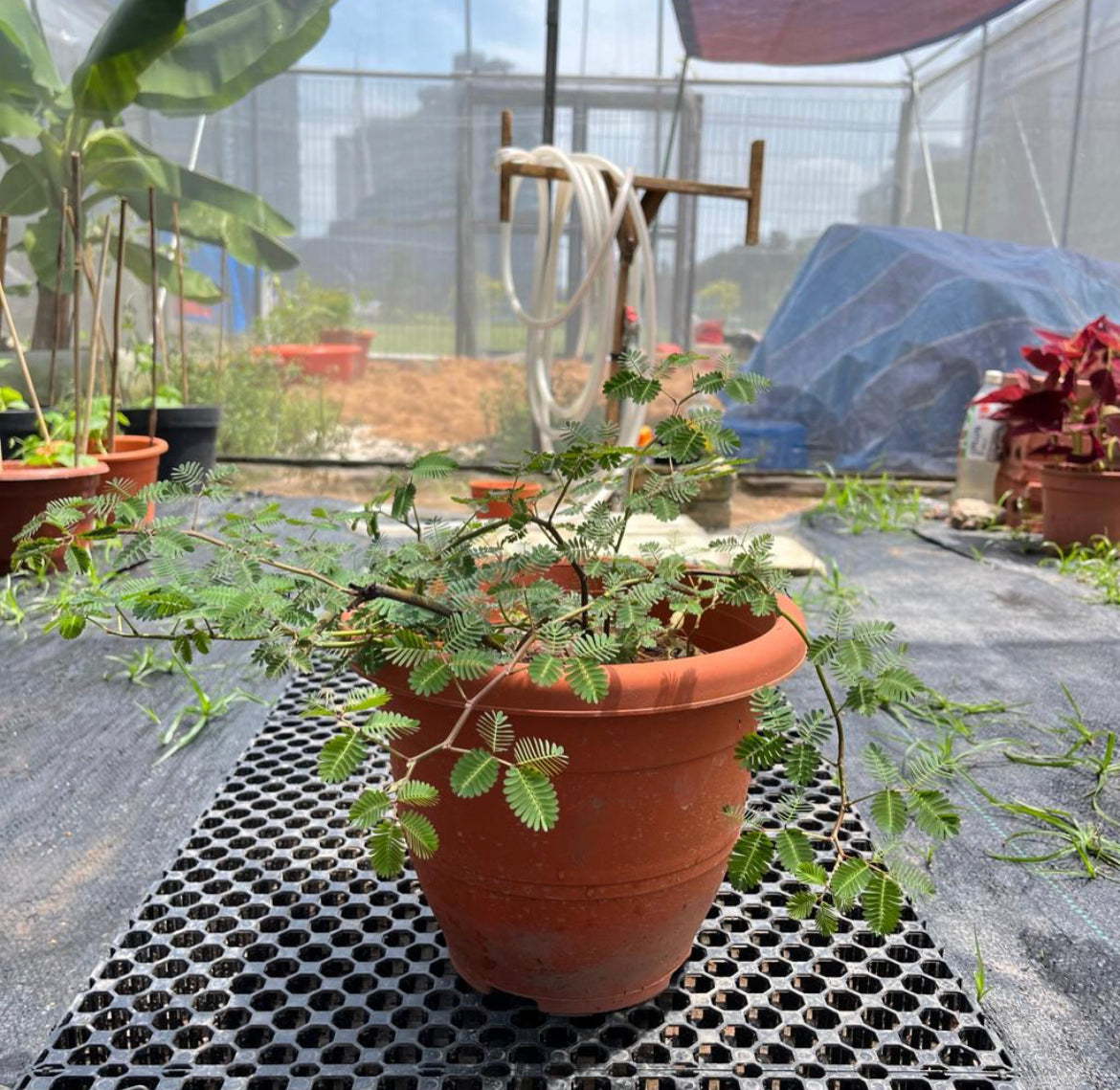 Neptunia Oleracea, Water Sensitive Plant, Water Mimosa (0.3m)