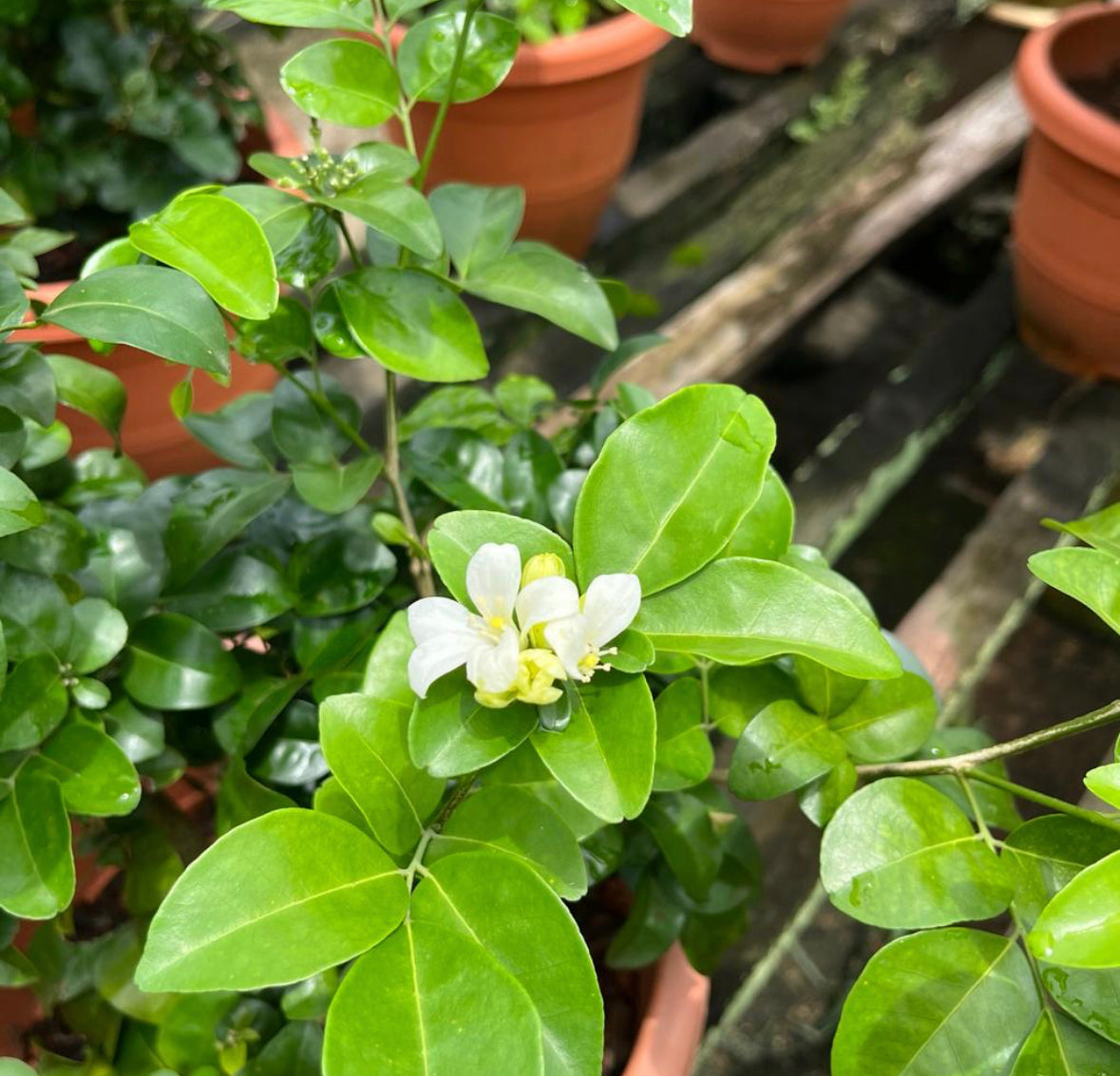 Murraya Paniculata, Orange Jasmine (0.8m)