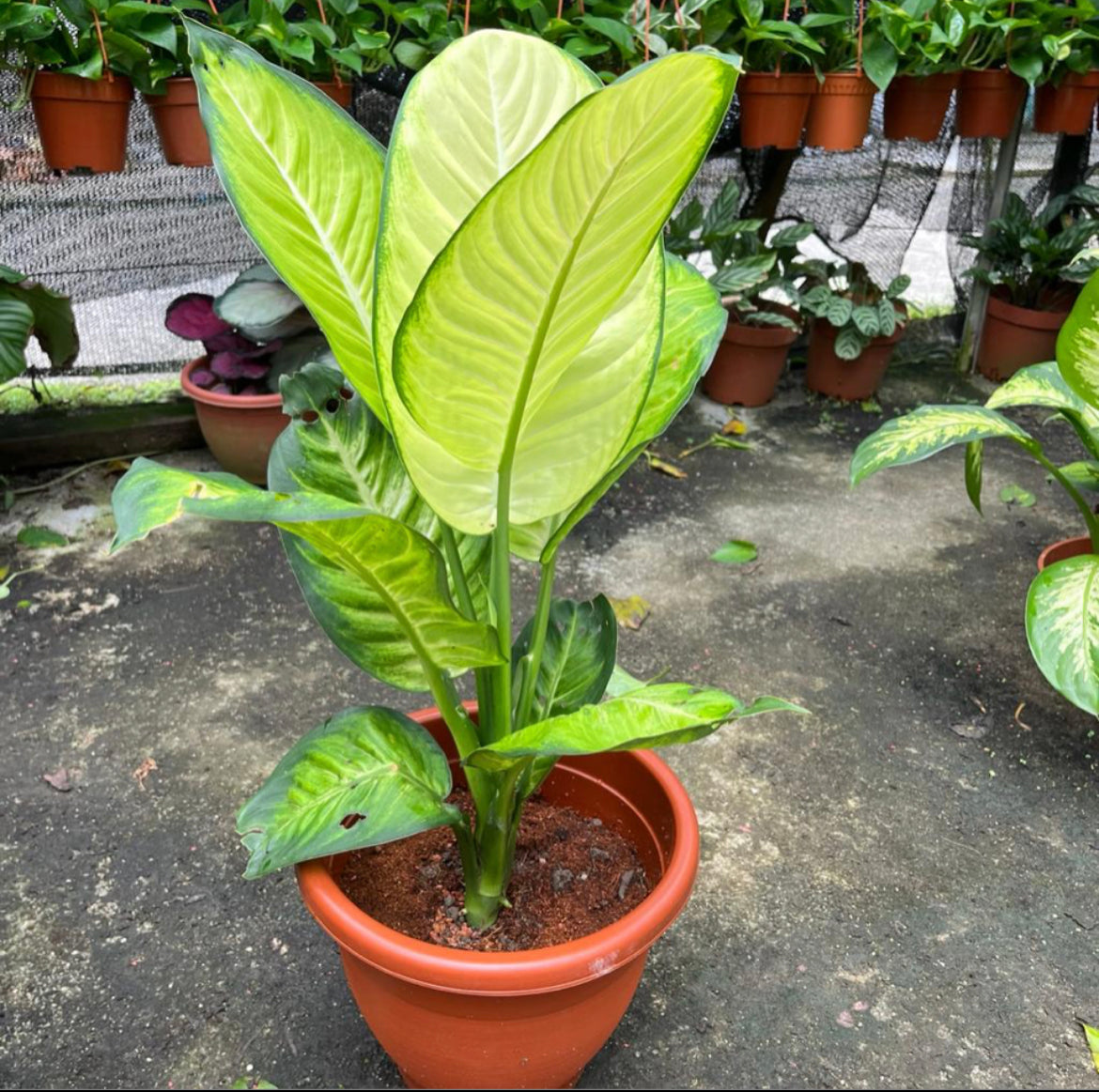 Dieffenbachia 'Camilla' (0.5m)