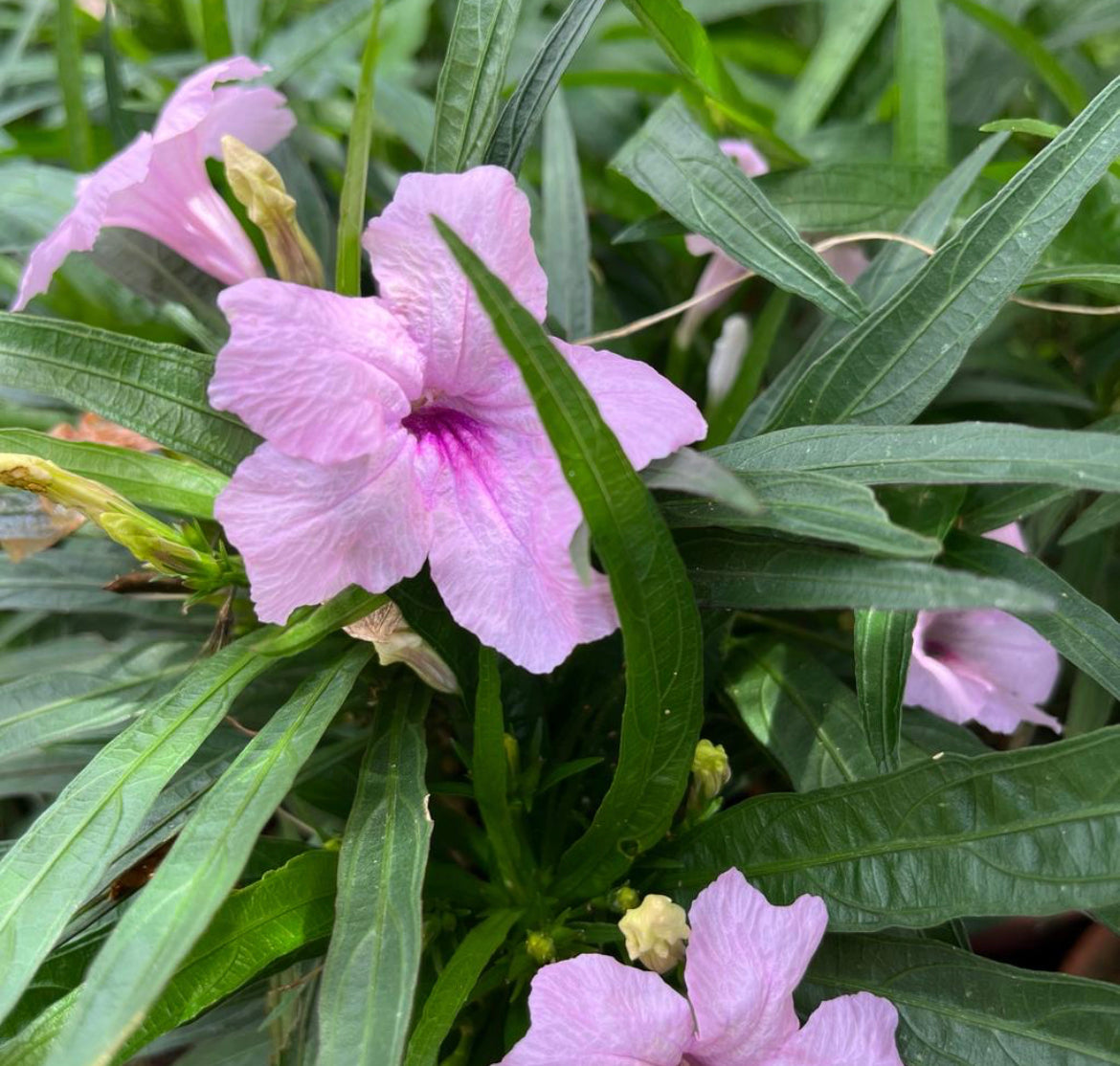 Ruellia Simplex 'Colobe Pink' (0.2m)
