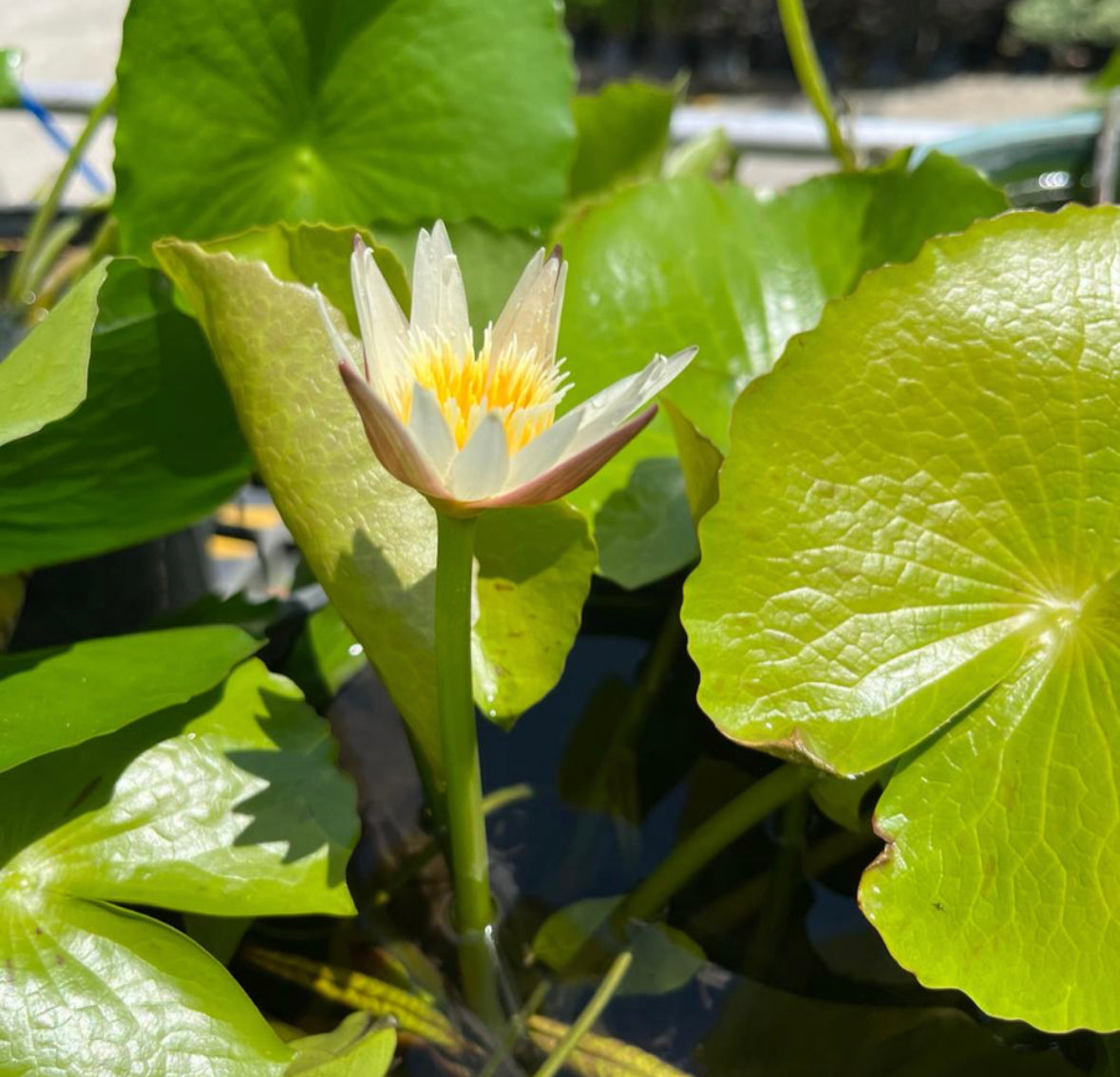Nymphaea Cultivar, Water Lily (0.3m) (White)