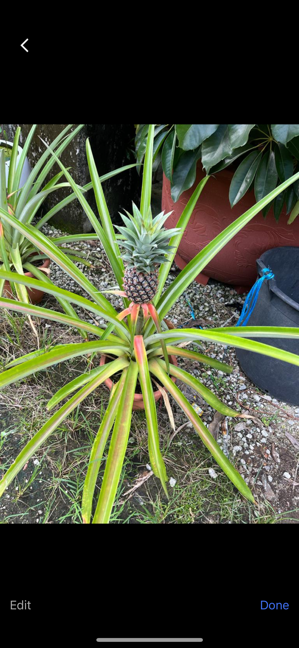 Ananas Comosus, Pineapple (0.8m)