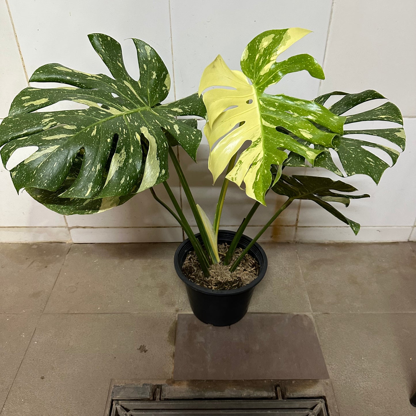 Variegated Monstera (0.5m)
