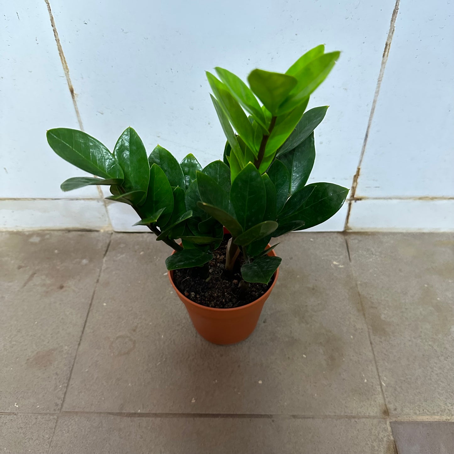 Zamioculcas Zamiifolia, Zz Plant (0.3m)