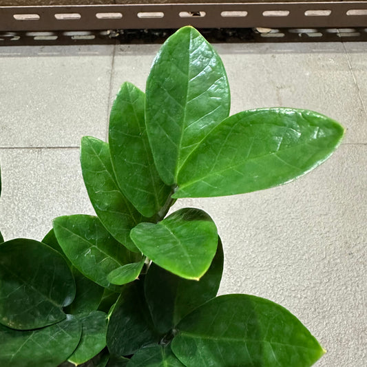 Zamioculcas Zamiifolia, Zz Plant (0.3m)
