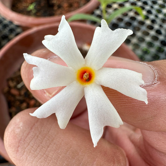 Nyctanthes Arbor-Tristis, Tree Of Sadness, Night Blooming Jasmine, Coral Jasmine (0.3m)