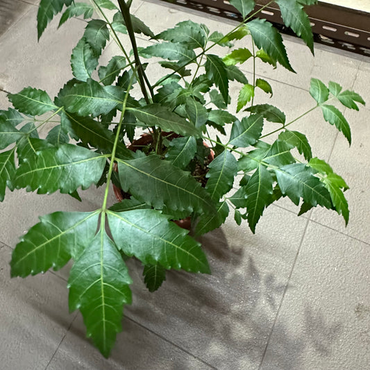 Neem Tree (0.6m)