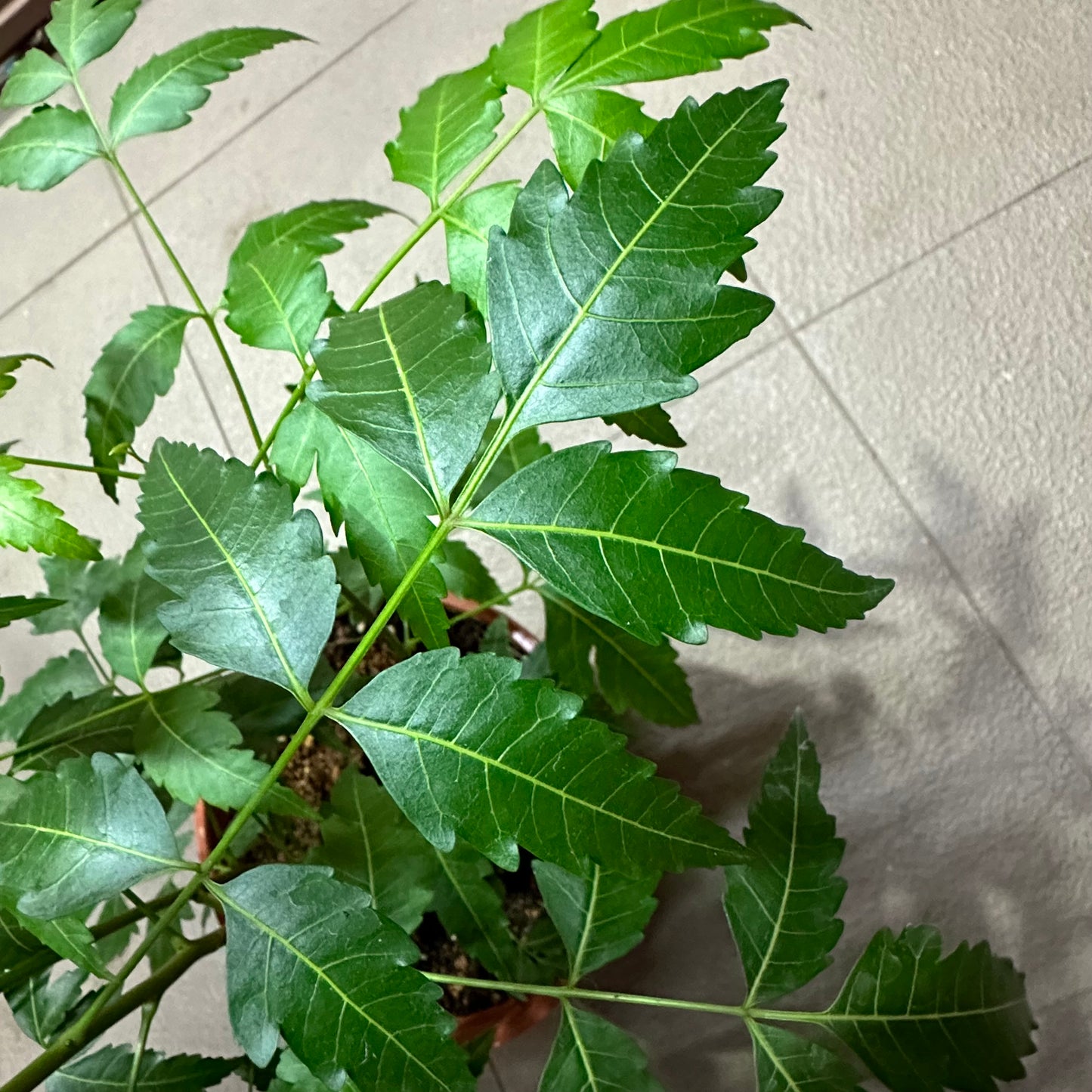 Neem Tree (0.6m)