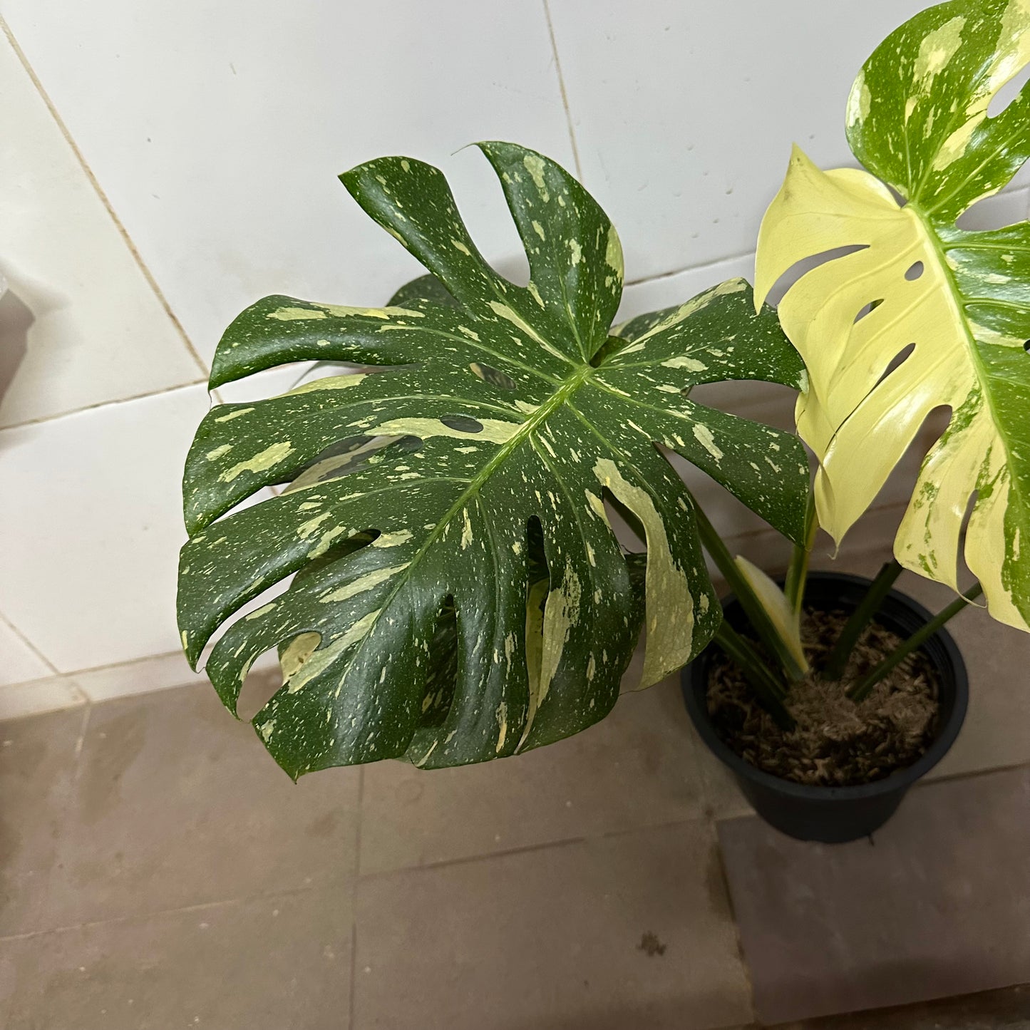 Variegated Monstera (0.5m)