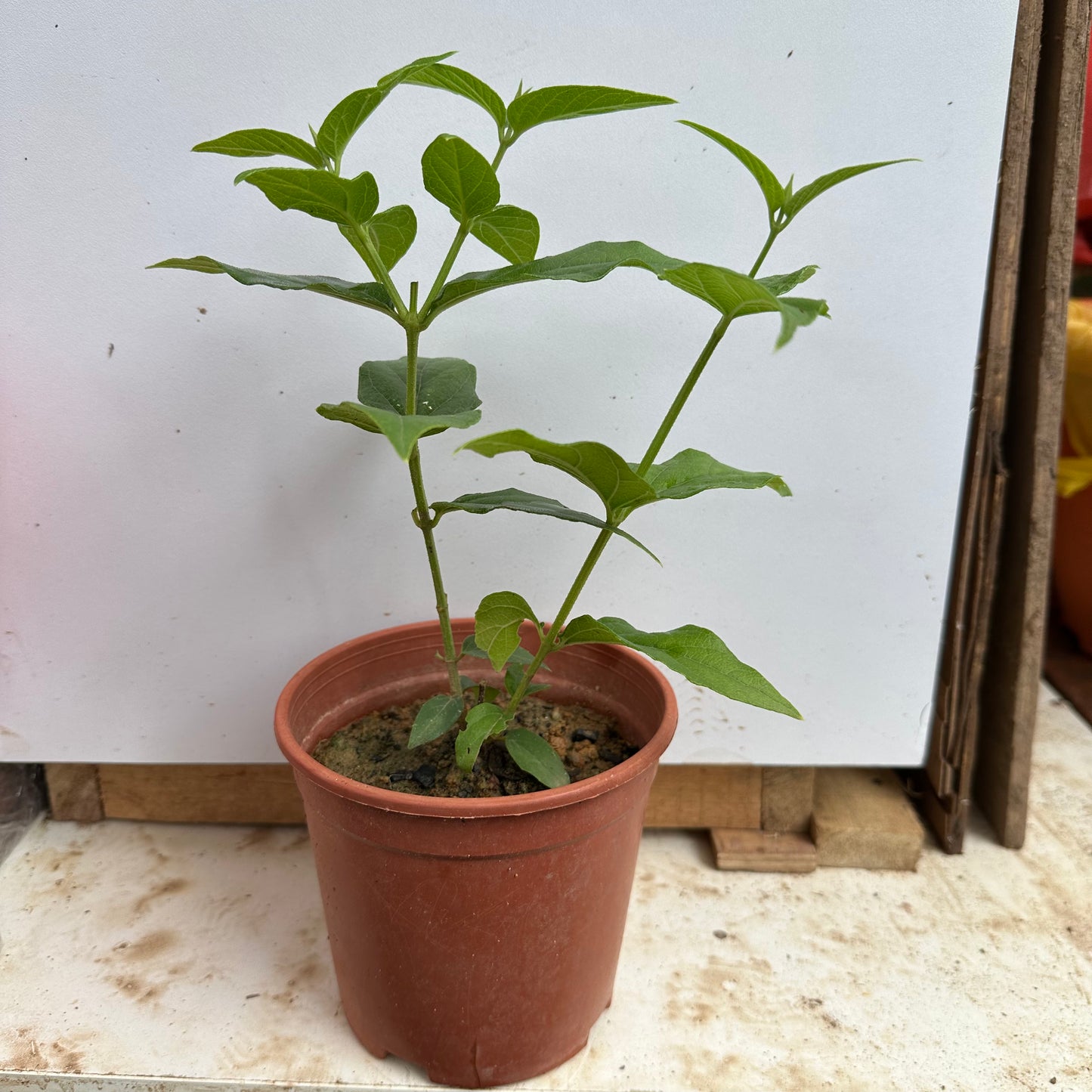 Nyctanthes Arbor-Tristis, Tree Of Sadness, Night Blooming Jasmine, Coral Jasmine (0.3m)