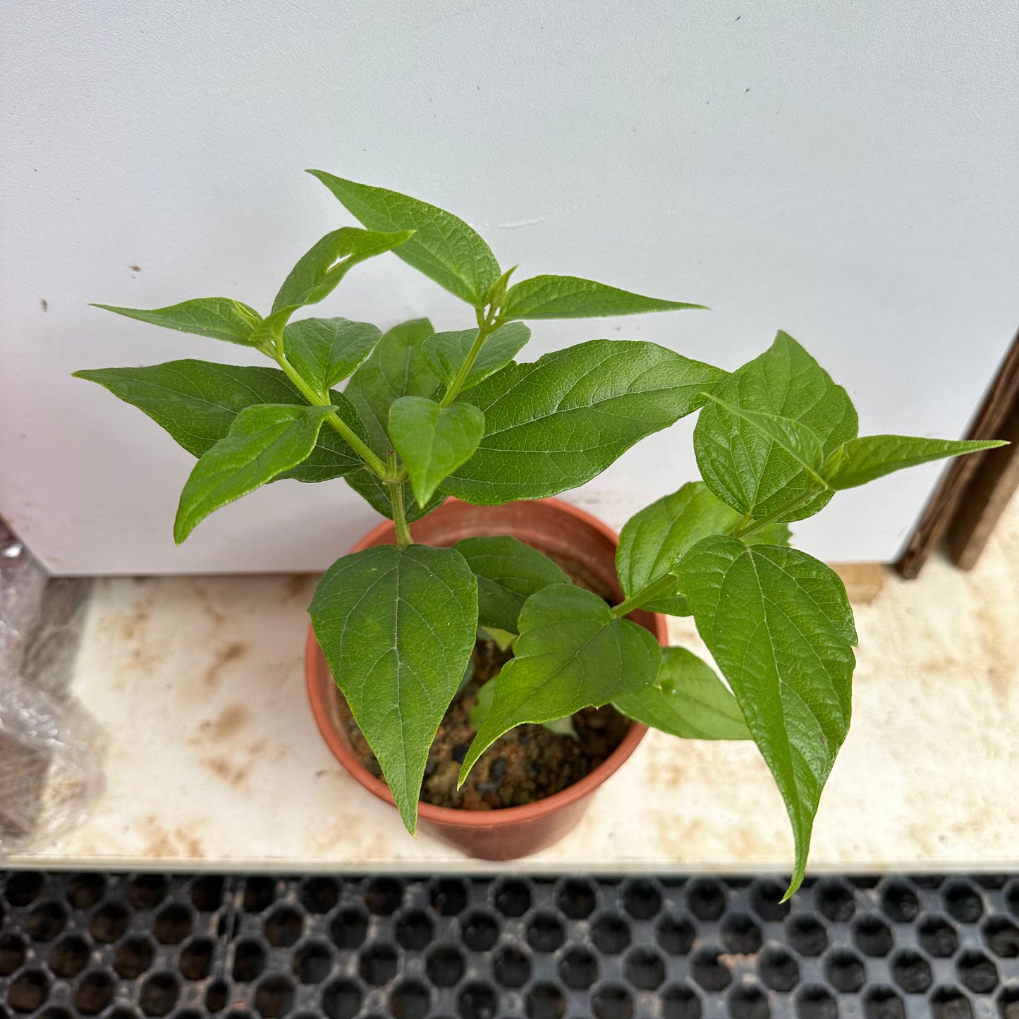 Nyctanthes Arbor-Tristis, Tree Of Sadness, Night Blooming Jasmine, Coral Jasmine (0.3m)