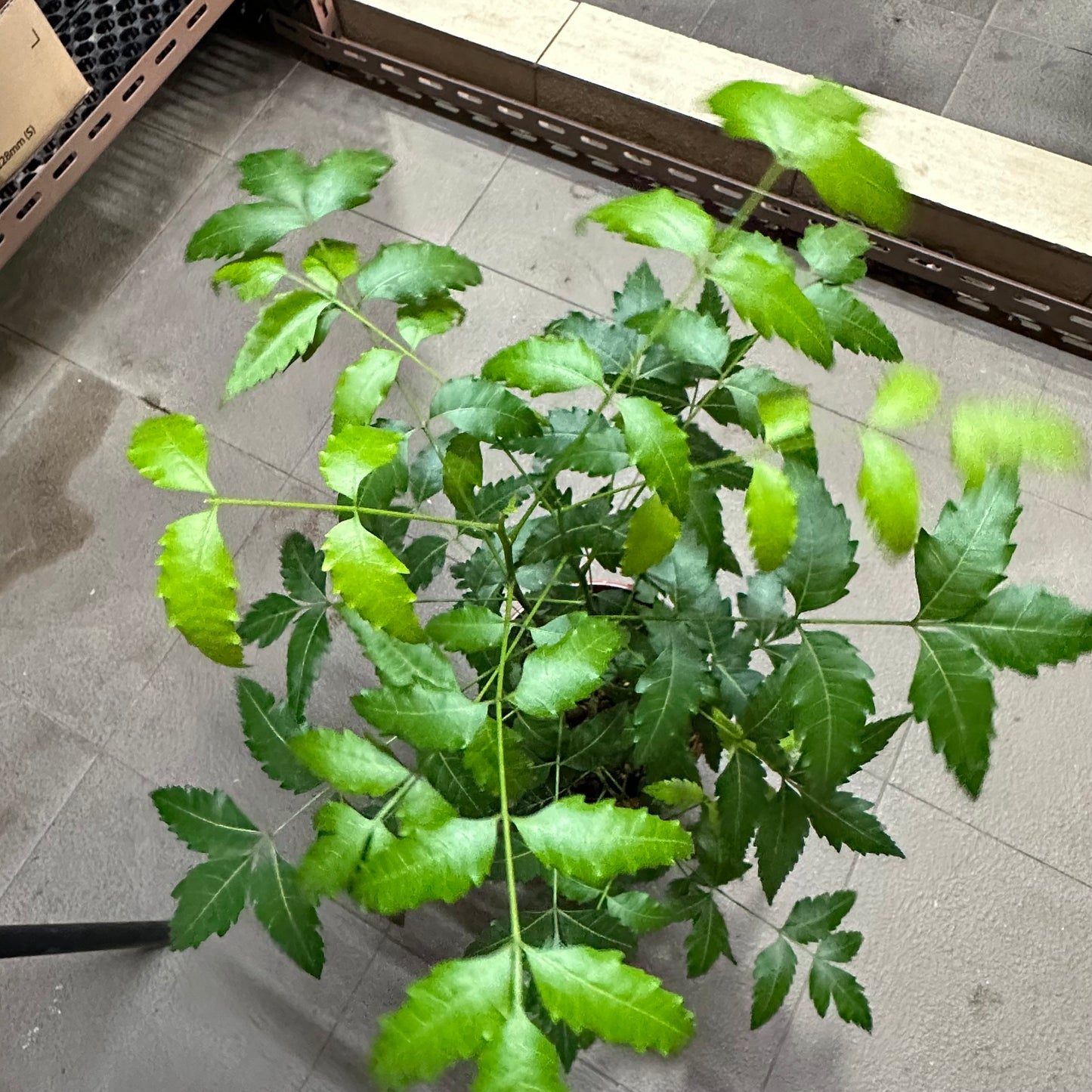 Neem Tree (0.6m)