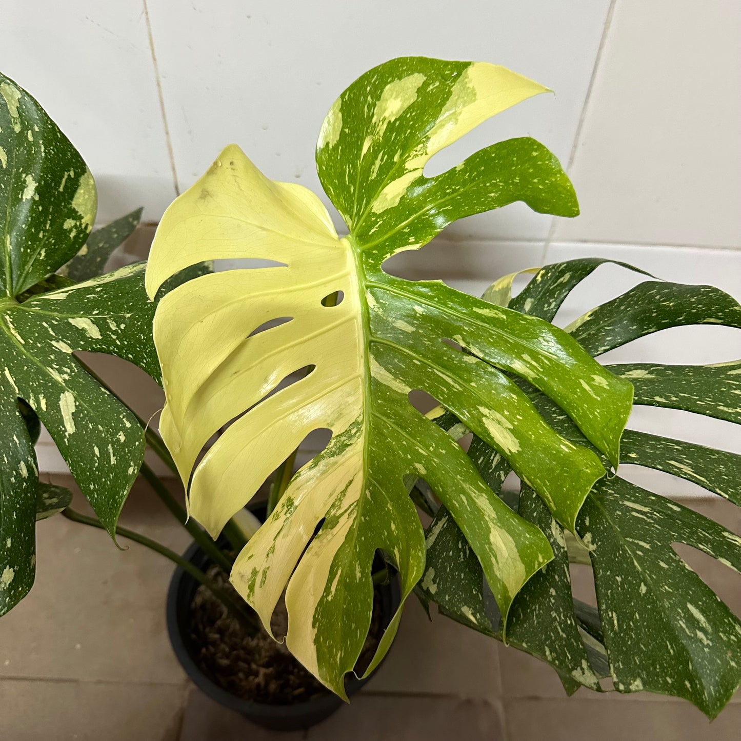 Variegated Monstera (0.5m)