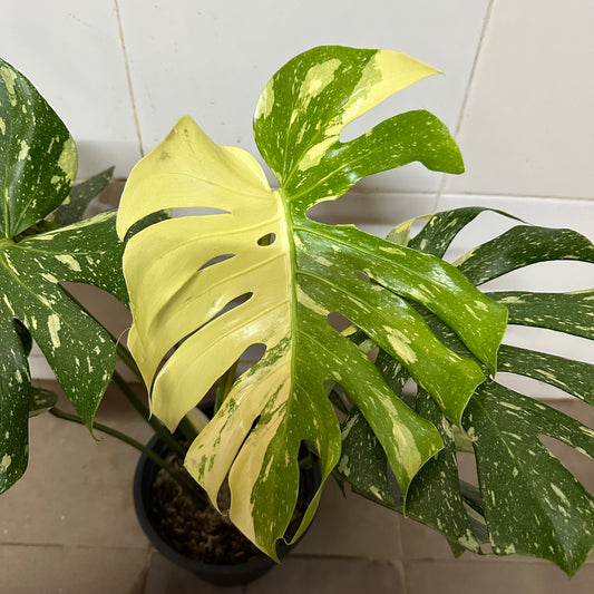 Variegated Monstera (0.5m)