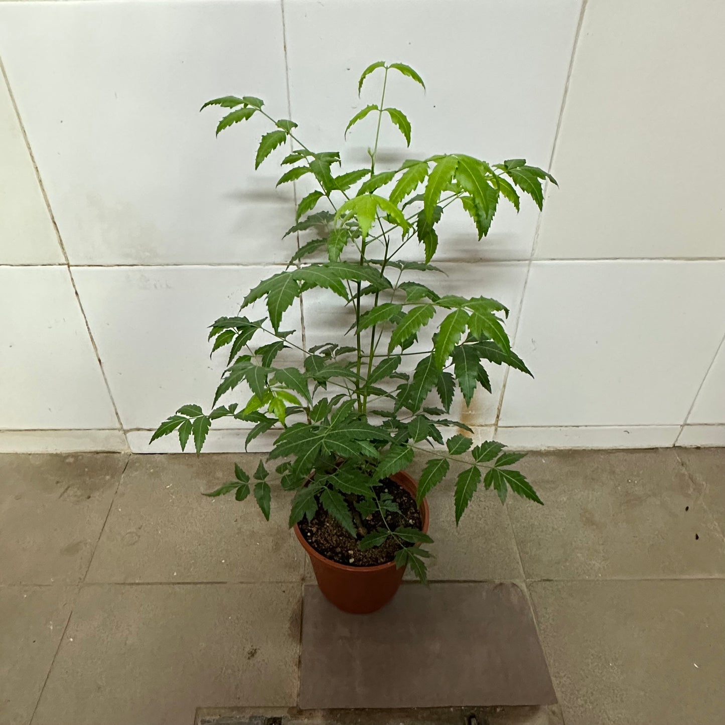 Neem Tree (0.6m)