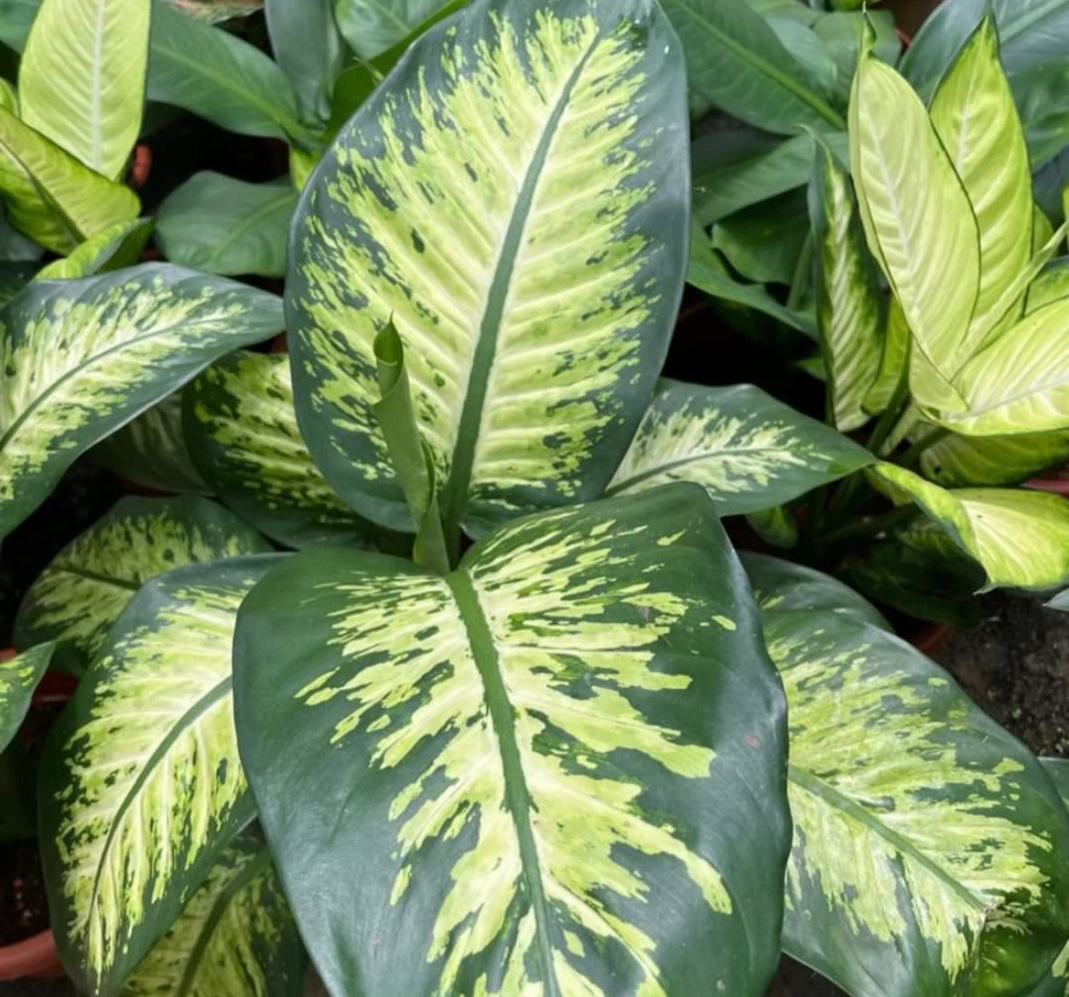 Dieffenbachia Amoena 'Tropic Snow' (0.5m)