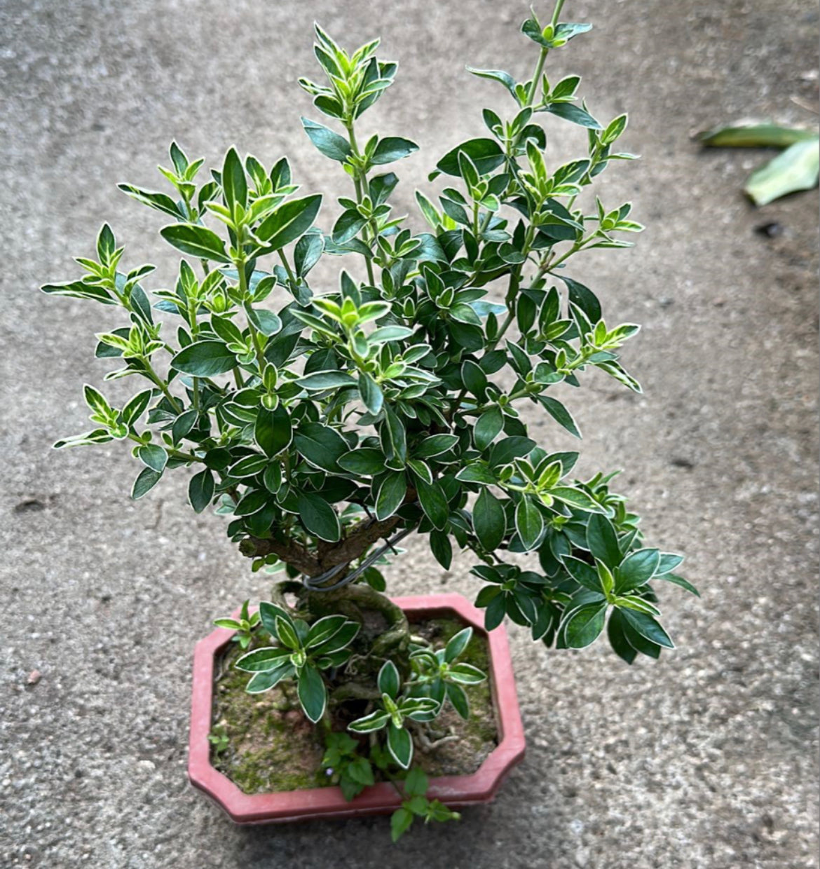Serissa Japonica 'Variegata' Bonsai, Snow Rose Bonsai (0.25m)