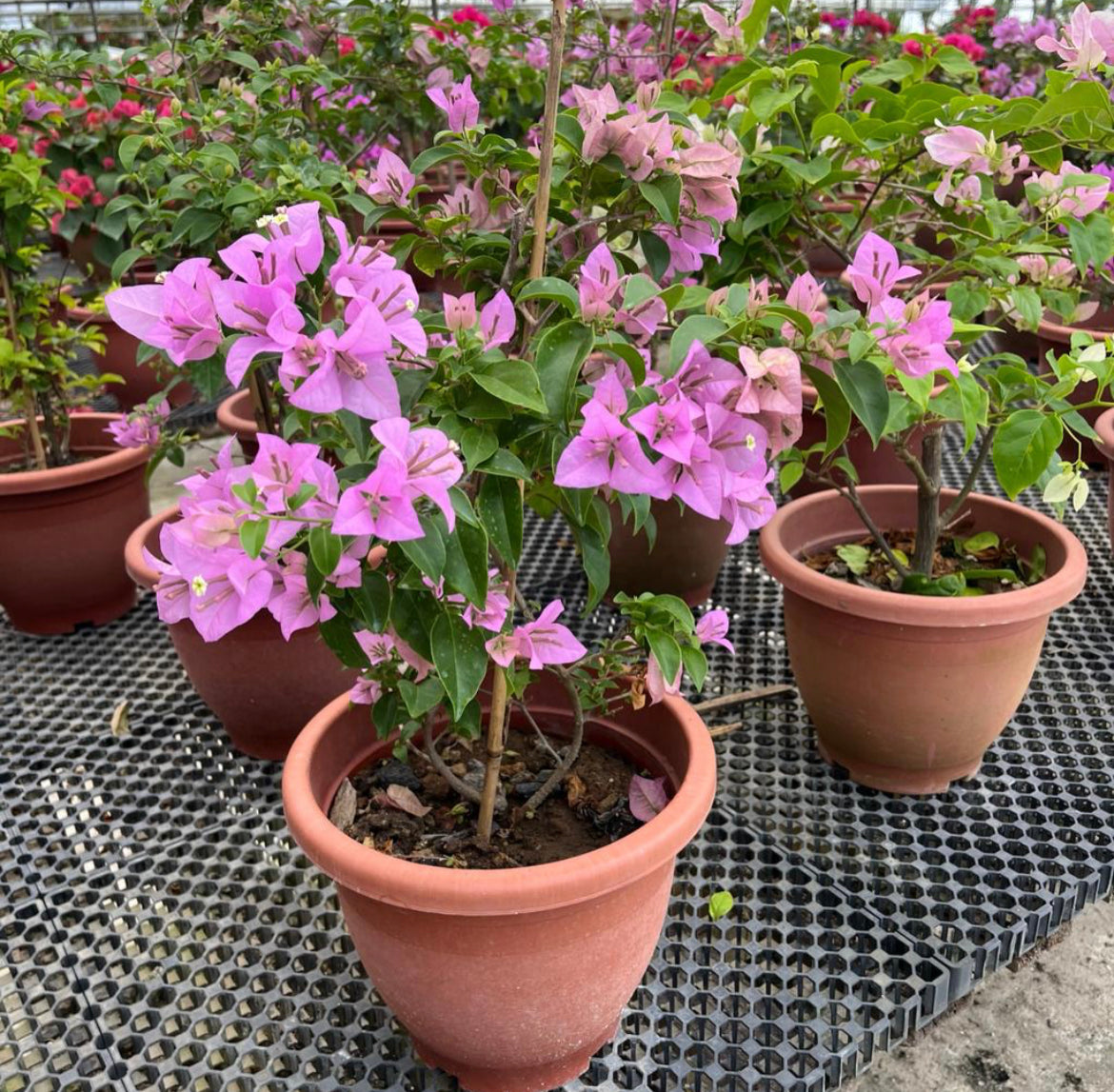 Bougainvillea Arborea Glaz (0.6m)