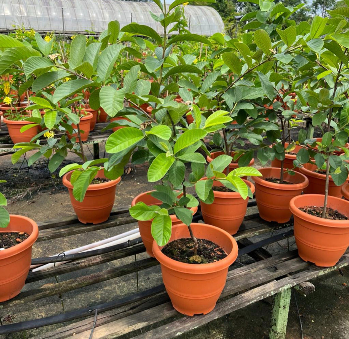 Psidium Guajava, Guava (1m)