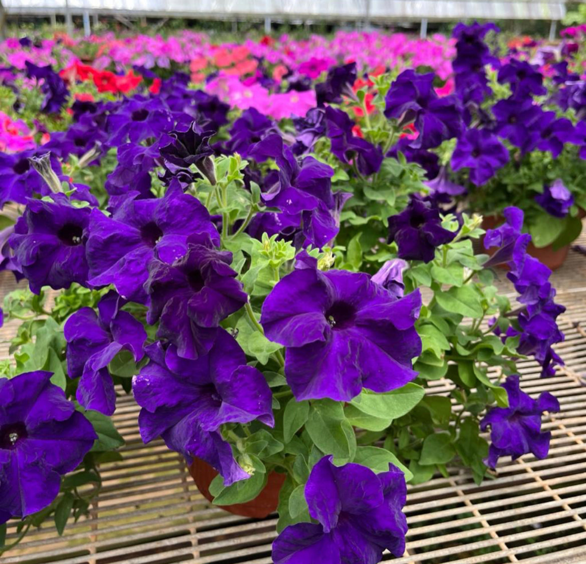 Petunia Blue (0.35m)
