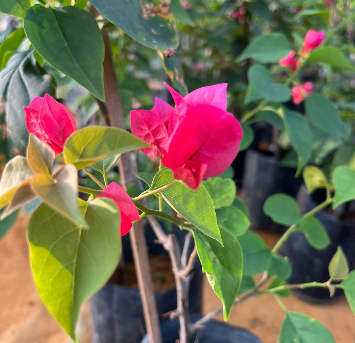 Bundle Of 3 - Bougainvillea Mix Colours in Bag (0.5m)
