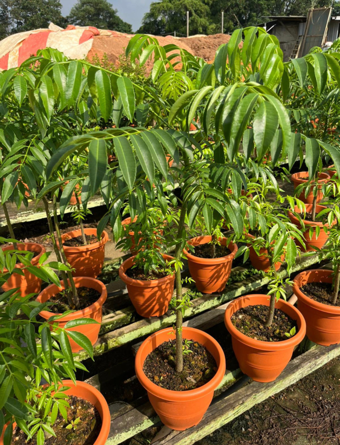 Spondias Dulcis Parkinson, Ambarella, Balonglong, Kedondong (1m)