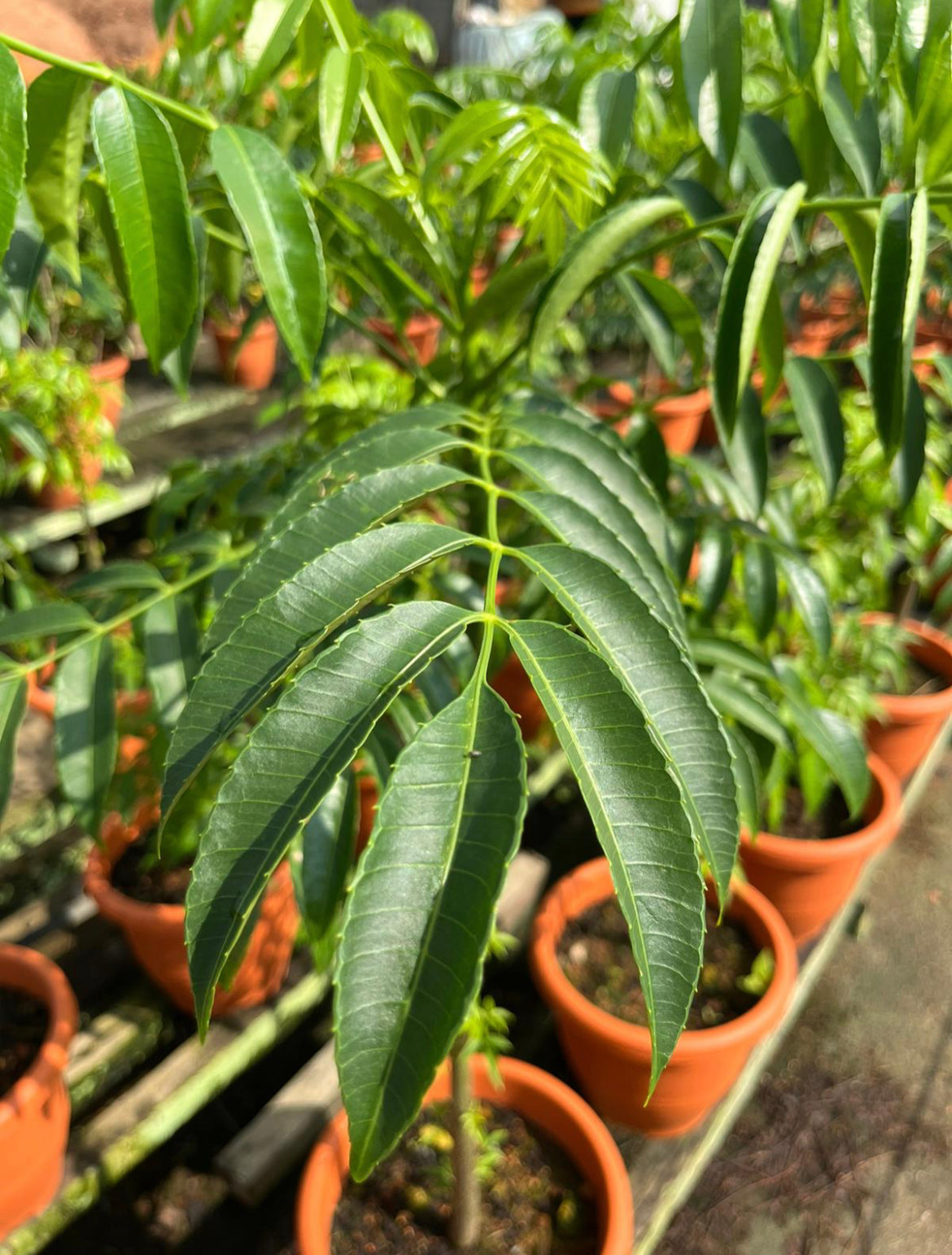 Spondias Dulcis Parkinson, Ambarella, Balonglong, Kedondong (1m)