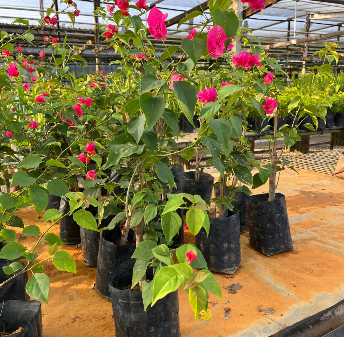 Bundle Of 3 - Bougainvillea Mix Colours in Bag (0.5m)