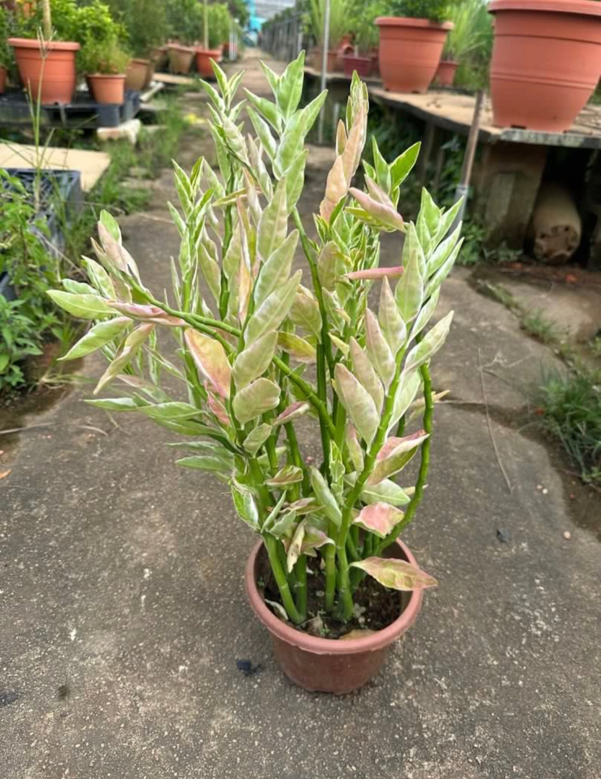 Variegated Pedilanthus Tithymaloides (0.5m)