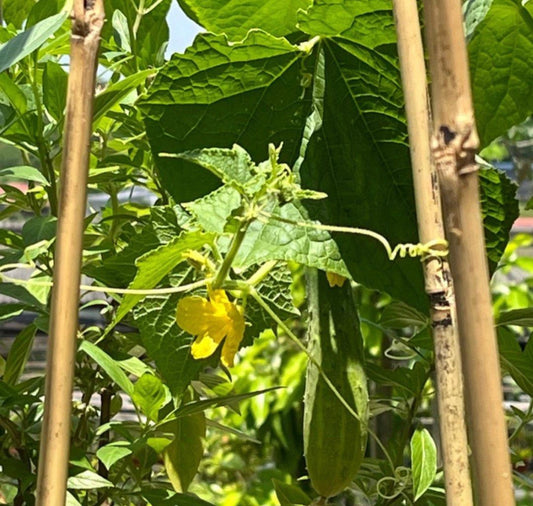 Cucumber Plant (0.6m)