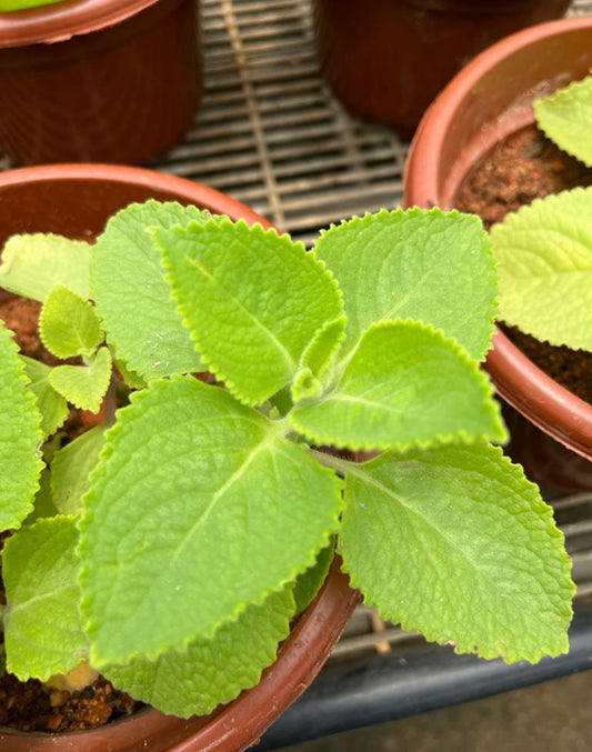 Plectranthus Amboinicus, Indian Borage (0.25m)